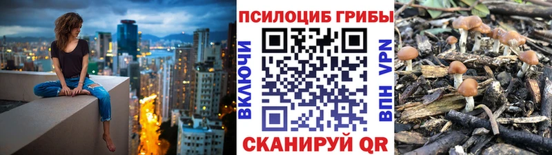 Галлюциногенные грибы Psilocybe  Черемхово 